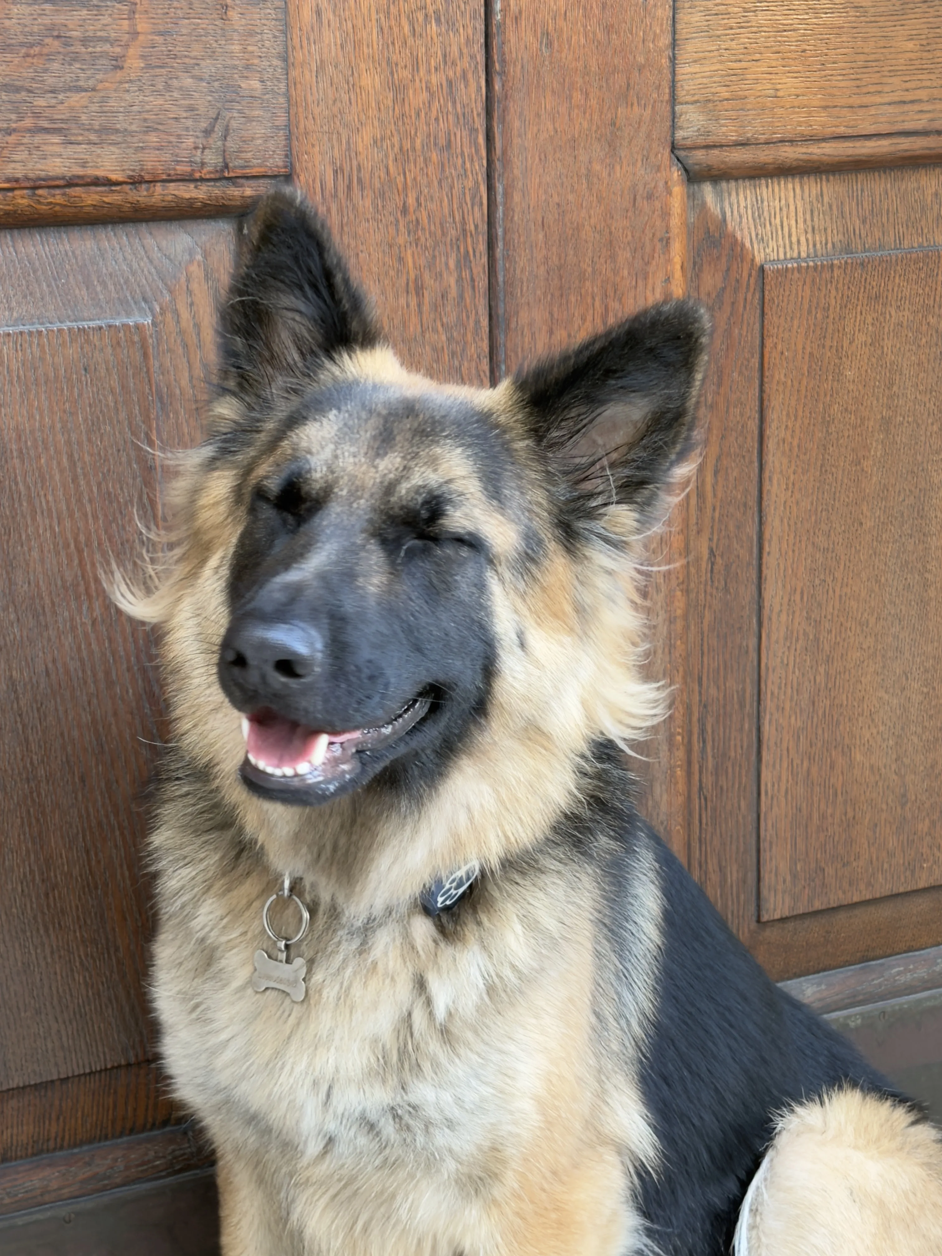 Bella, one of our daycare dogs at Battersea K9