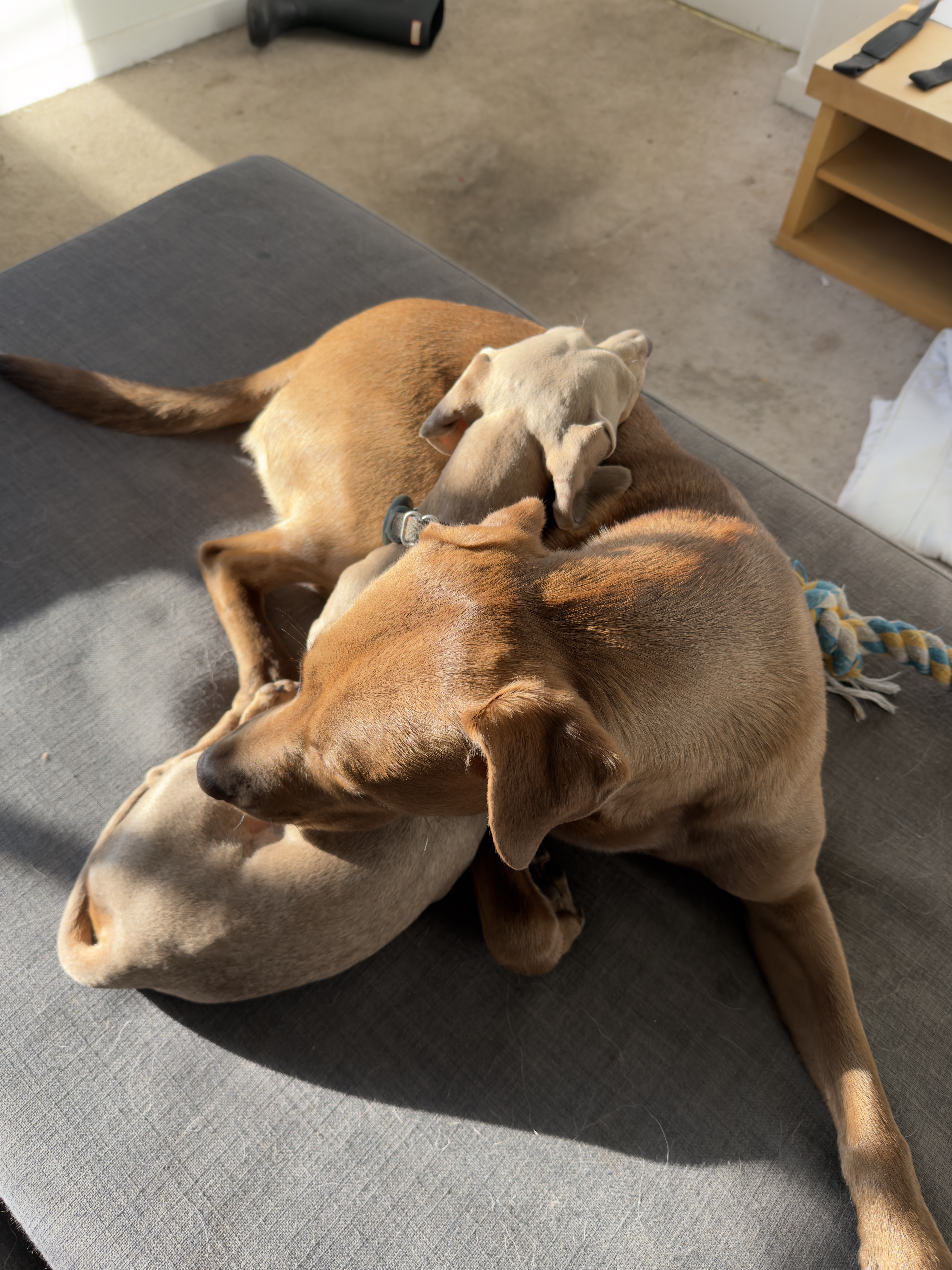 Callie and Luigi together