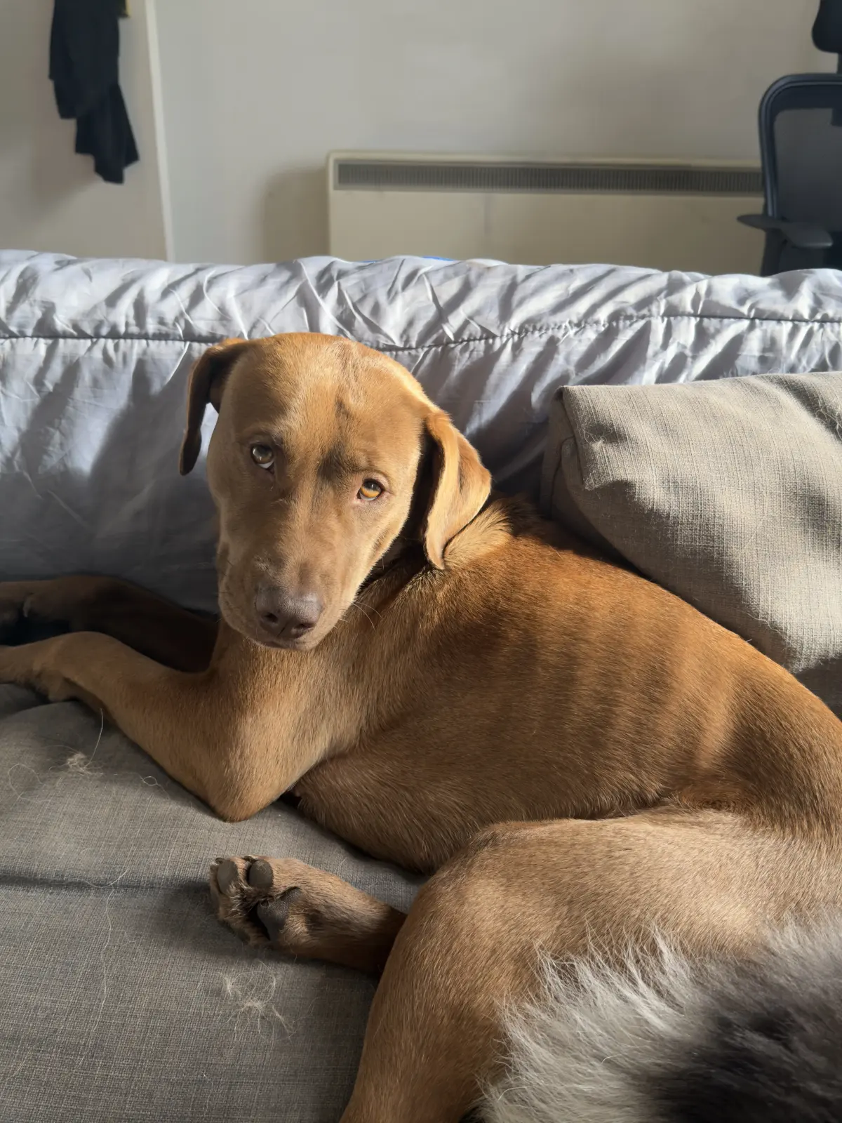 A relaxed dog at home
