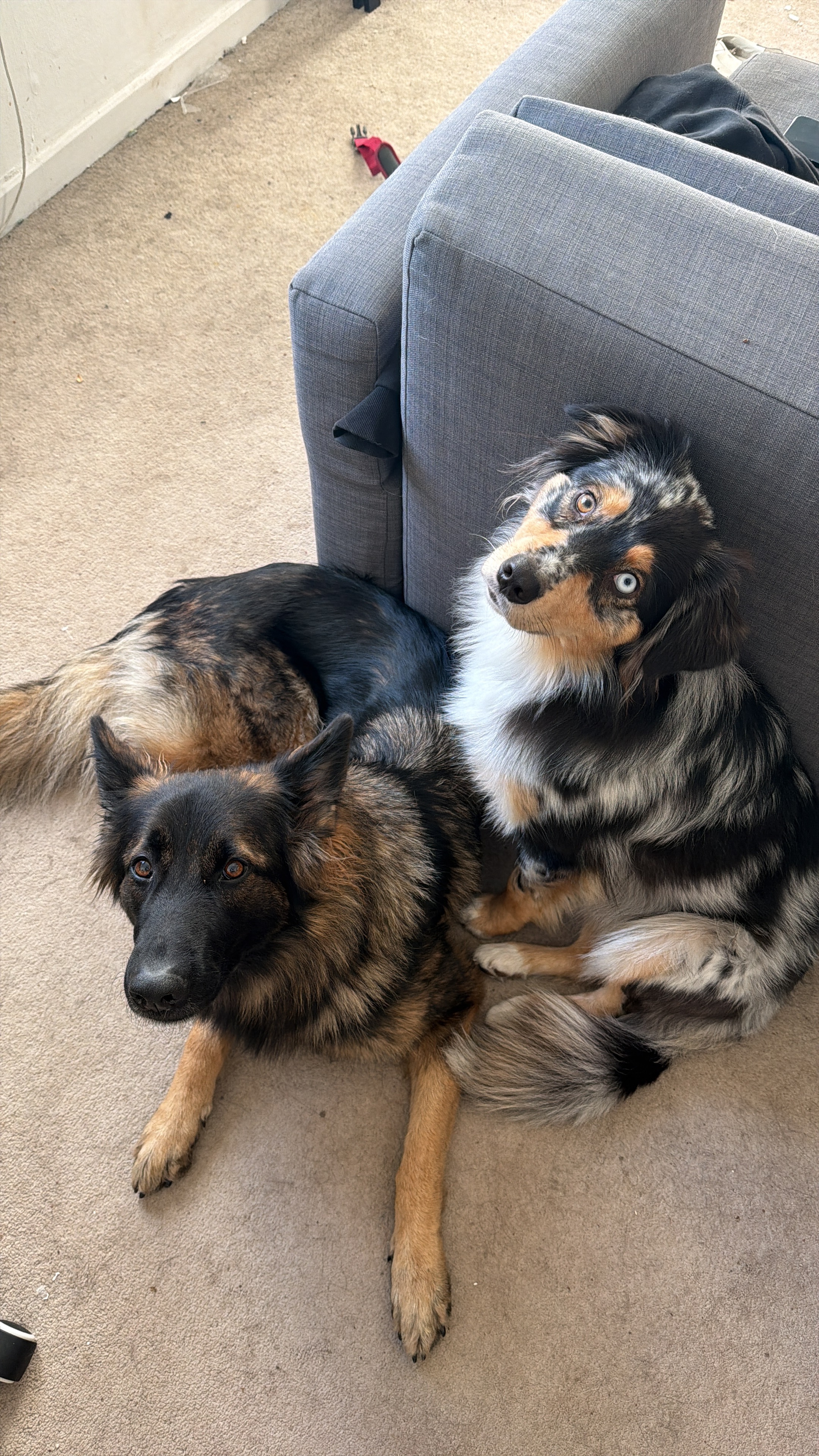 Echo and Lyla playing