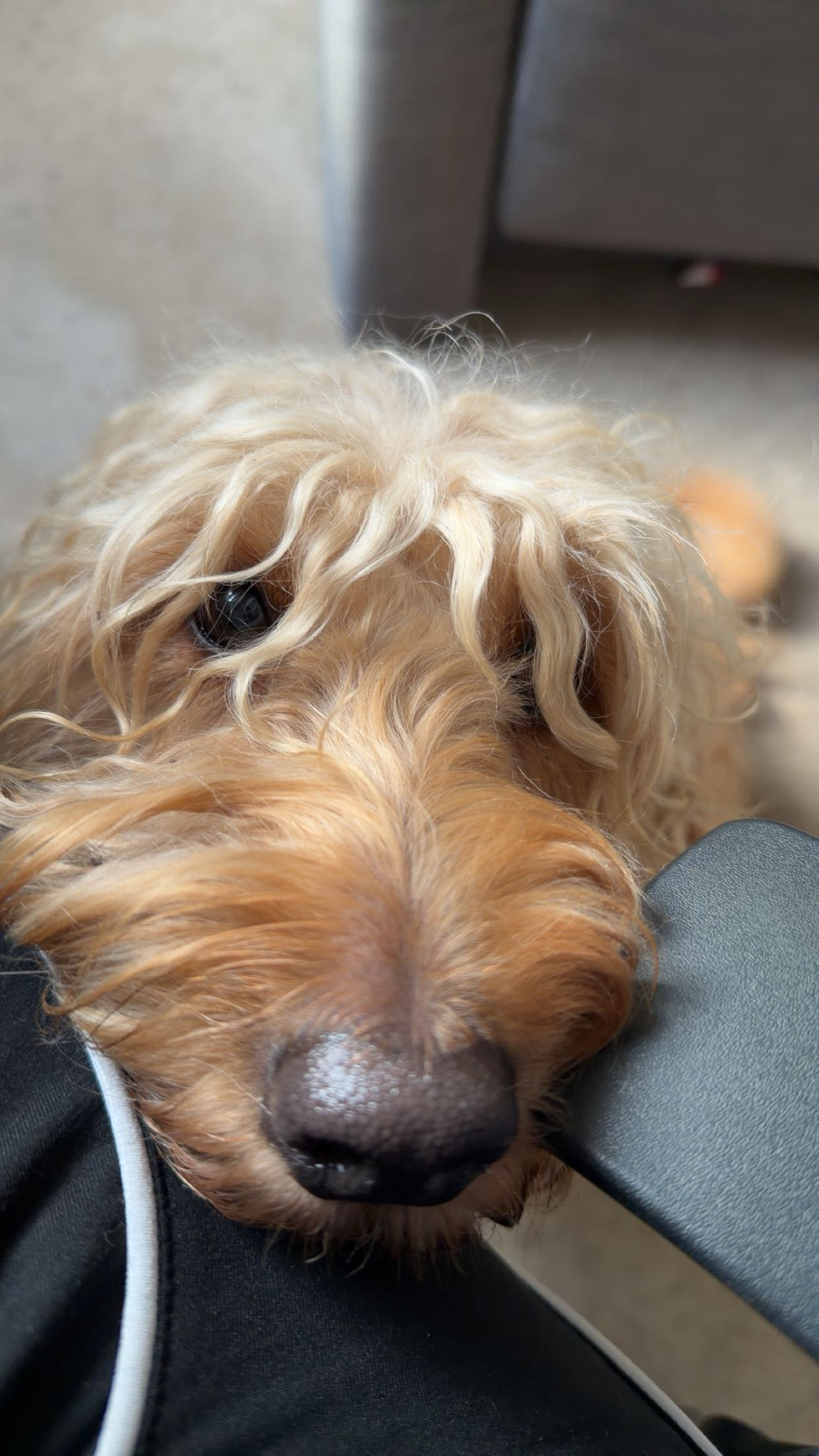 Joy asking for cuddles